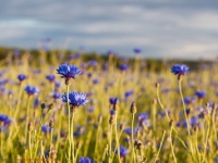 Kornfeld mit blauen Kornblumen