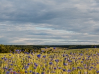 Kornfeld mit blauen Kornblumen