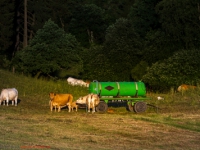 Kuhherde auf der Weide