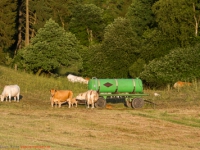 Kuhherde auf der Weide