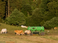 Kuhherde auf der Weide
