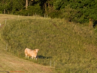 Kuhherde auf der Weide