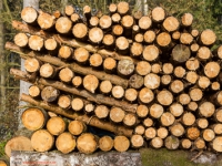 Nachwachsender Rohstoff Holz