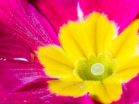 Nahaufnahme einer Blüte