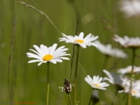 Sommerwiese wilde Mageritte