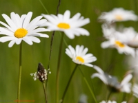 Sommerwiese wilde Mageritte