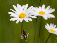 Sommerwiese wilde Mageritte
