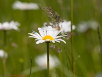 Sommerwiese wilde Mageritte