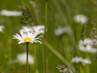 Sommerwiese wilde Mageritte