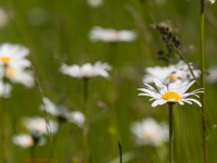 Sommerwiese wilde Mageritte