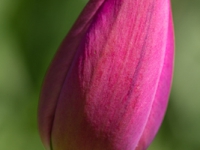 Tulpenblüte