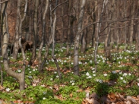 Wald mit blühenden Annemonen