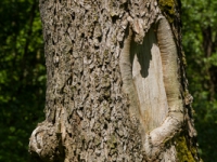 alter Baum Rinde / Borke