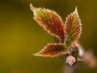 aufgehende Knospe im Frühjahr