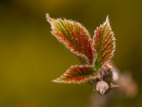 aufgehende Knospe im Frühjahr