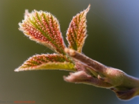 aufgehende Knospe im Frühjahr