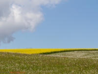 blühende Wiesen und Landschaften