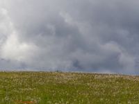 blühende Wiesen und Landschaften