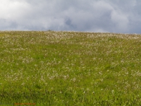 blühende Wiesen und Landschaften