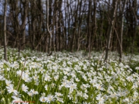 blühender Wald