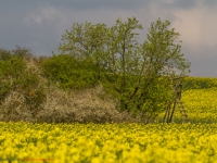 blühendes Rapsfeld mit Hochsitz und Gebüsch