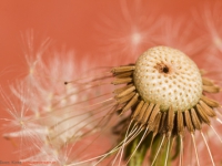 gewöhnlicher Löwenzahn Pusteblume