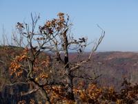 Blick in das Bodetal vom Hexentanzplatz mit herbstlicher laubfärbung