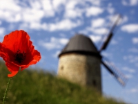 Mohnblüte mit Windmühle