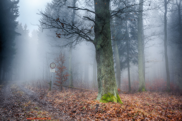 Harzer Wald Nebelstimmung