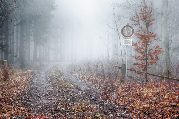 Harzer Wald Nebelstimmung