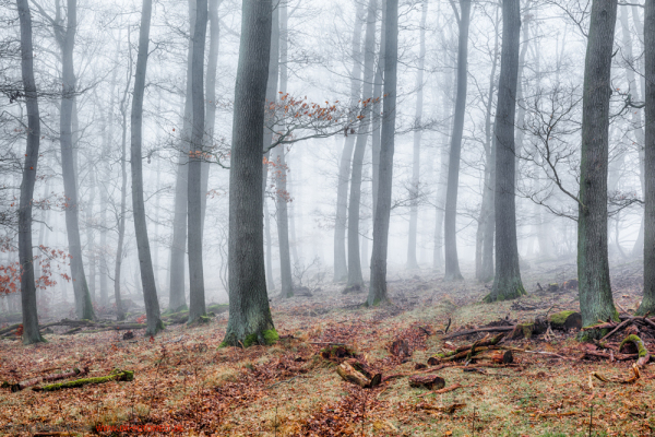 Harzer Wald Nebelstimmung