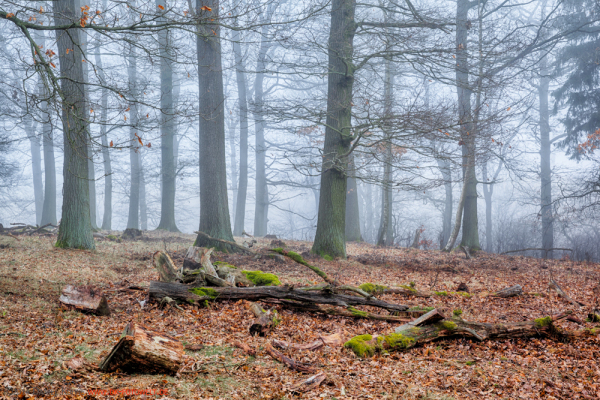 Harzer Wald Nebelstimmung