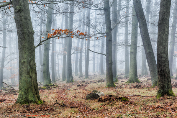 Harzer Wald Nebelstimmung