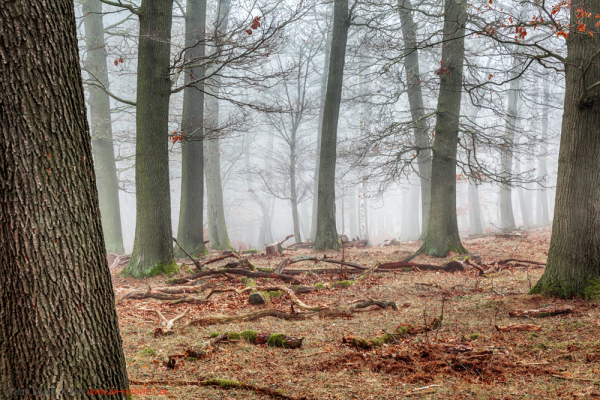 Harzer Wald Nebelstimmung