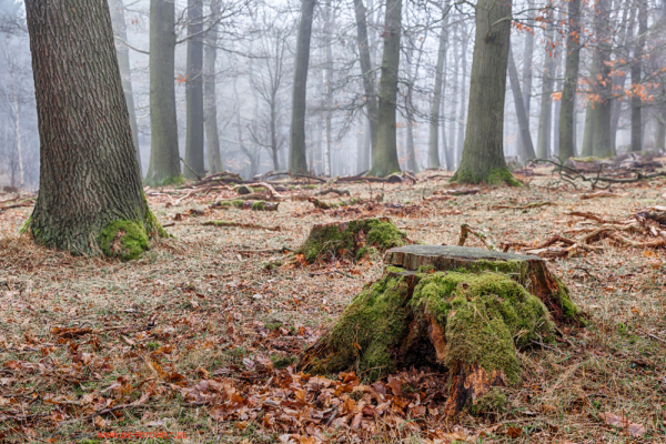 Harzer Wald Nebelstimmung