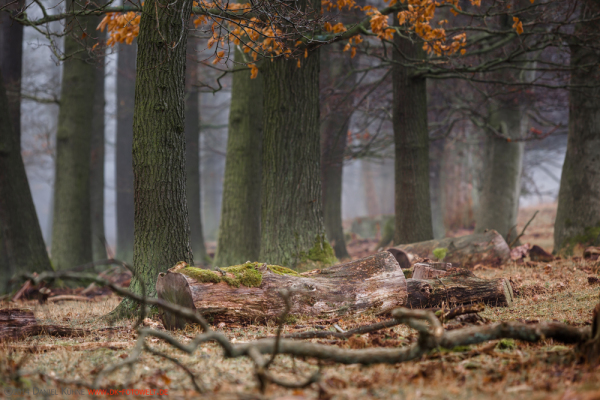 Harzer Wald Nebelstimmung