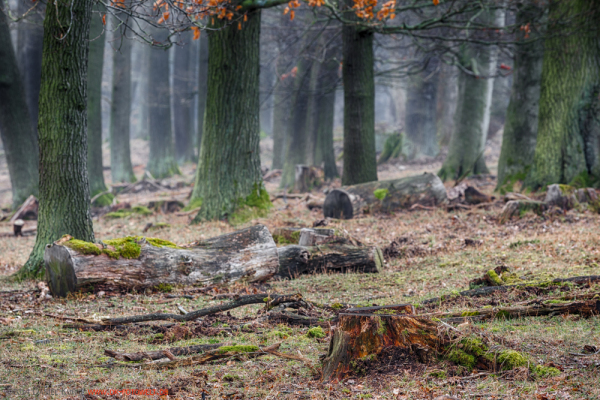 Harzer Wald Nebelstimmung