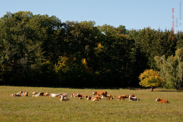 Rinderherde im Herbst