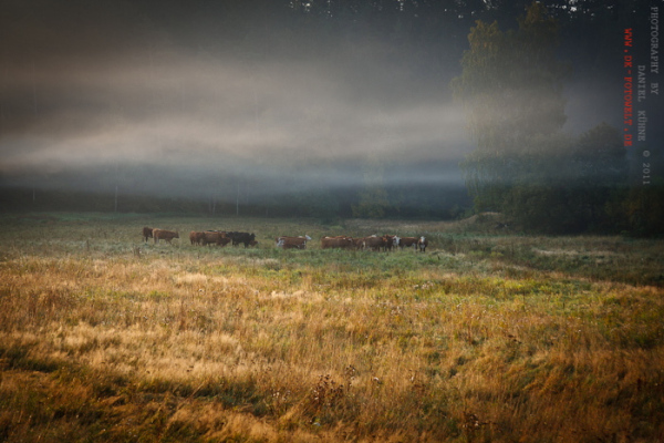 Viehherde mit Nebel