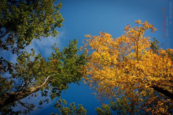 Herbstlaub