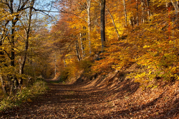 Herbstlicher Wanderweg