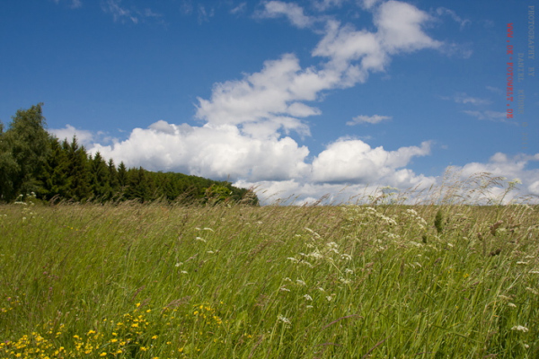 Sommer Wiese