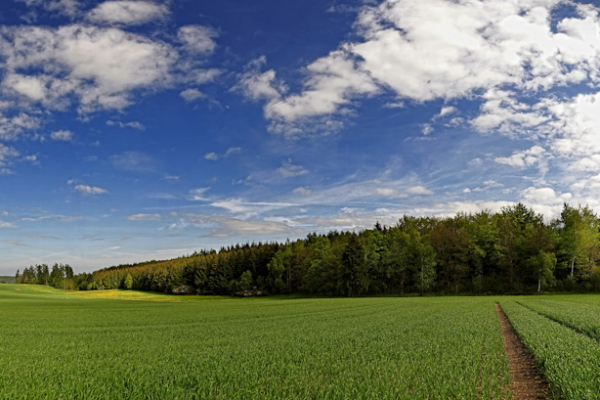 Wald Panorama