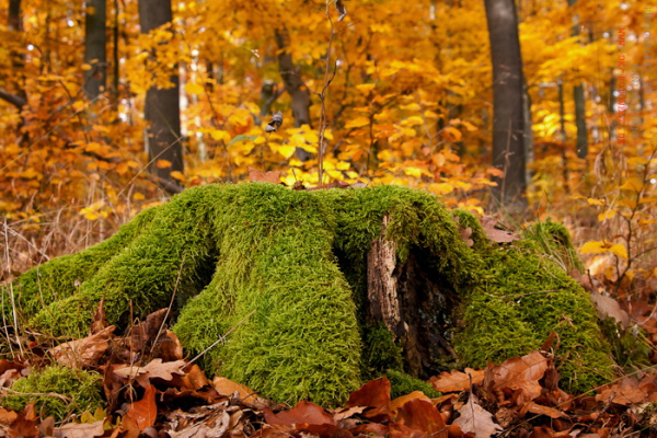 bemoster Baumstumpf mit Herbstwald