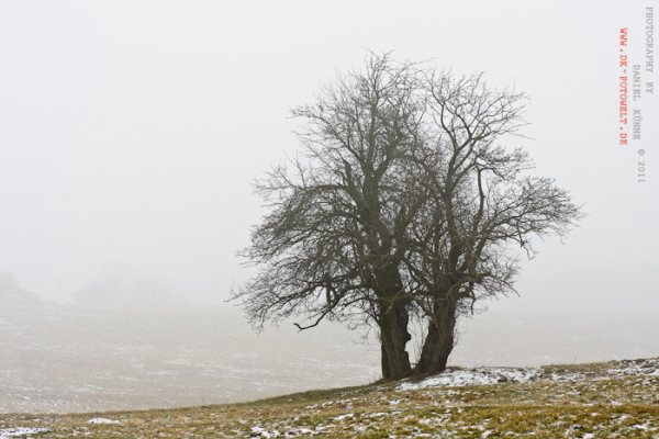 Baum im Nebel