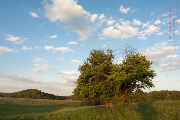 einzelner Baum