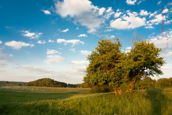 einzelner Baum