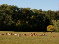 Rinderherde im Herbst