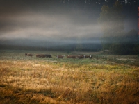 Viehherde mit Nebel