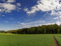 Wald Panorama